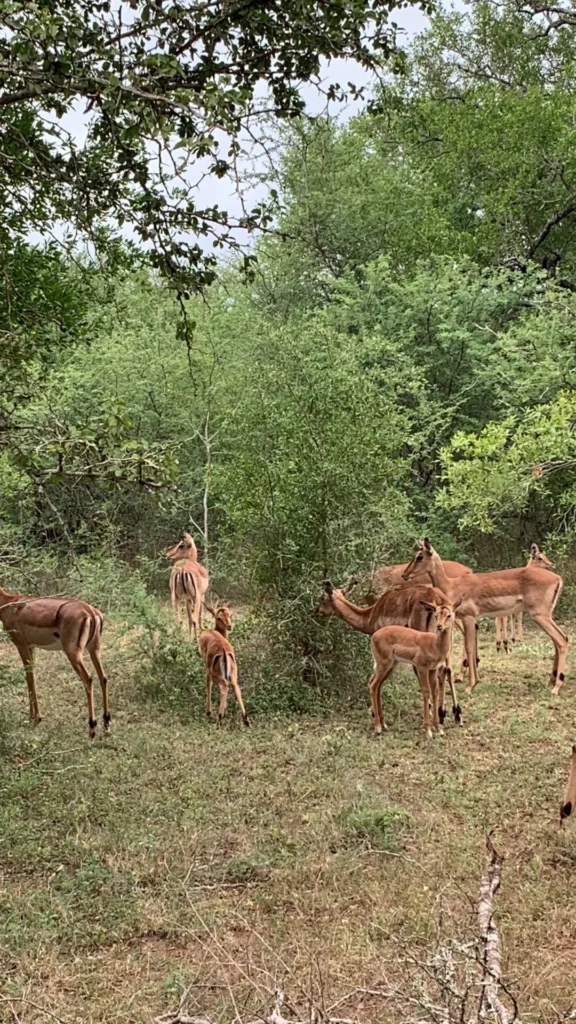 Maputo National Park — photo 1