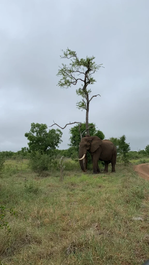 Hlane Park - Eswatini — photo 5