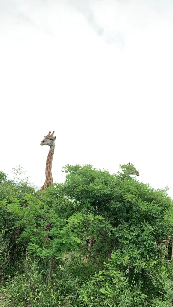 Hlane Park - Eswatini — photo 4