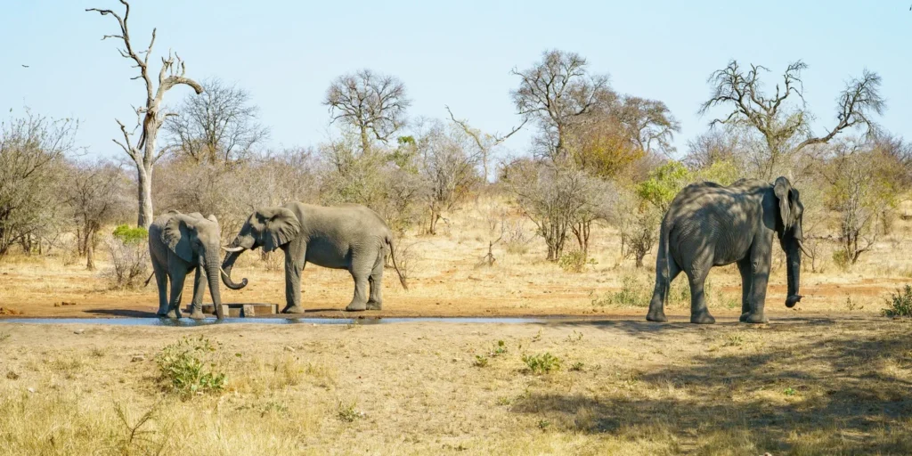 Hlane Park - Eswatini — photo 3