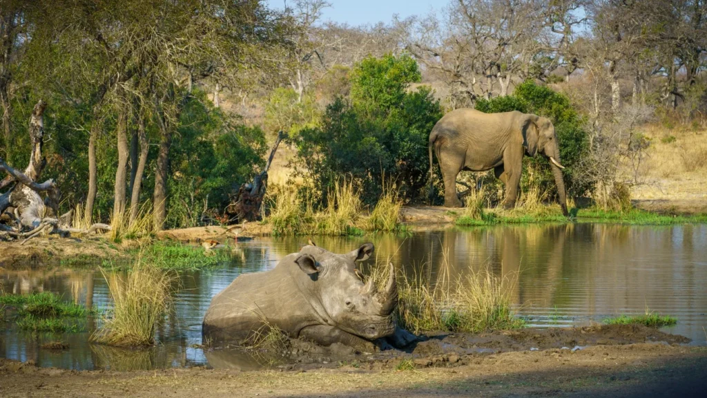 Hlane Park - Eswatini — photo 2